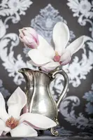 Magnolia x soulangiana (Beverboom) - afbeelding 3