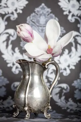 Magnolia x soulangiana (Beverboom) - afbeelding 4