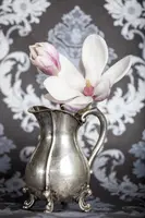 Magnolia x soulangiana (Beverboom) - afbeelding 4