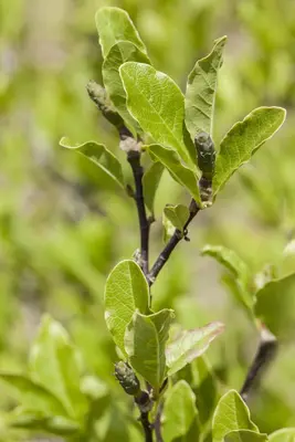 Magnolia x soulangiana (Beverboom) - afbeelding 5