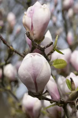 Magnolia x soulangiana (Beverboom) - afbeelding 6