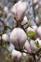 Magnolia x soulangiana (Beverboom) - afbeelding 6