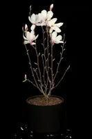 Magnolia x soulangiana (Beverboom) - afbeelding 19
