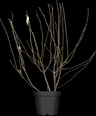 Magnolia x soulangiana (Beverboom) - afbeelding 2