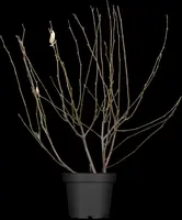 Magnolia x soulangiana (Beverboom) - afbeelding 2