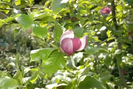 Magnolia x soulangiana (Beverboom) - afbeelding 7