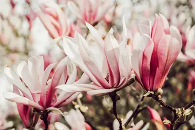Magnolia x soulangiana (Beverboom) - afbeelding 13