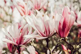 Magnolia x soulangiana (Beverboom) - afbeelding 13