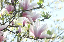 Magnolia x soulangiana (Beverboom) - afbeelding 16