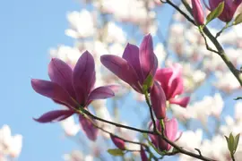 Magnolia x soulangiana (Beverboom) - afbeelding 17