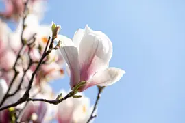 Magnolia x soulangiana (Beverboom) - afbeelding 8