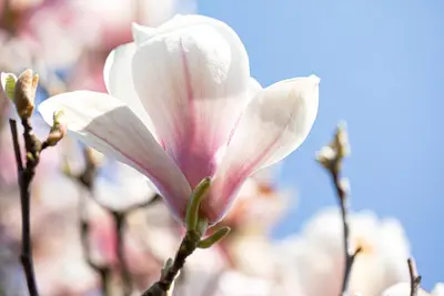 Magnolia x soulangiana (Beverboom) - afbeelding 9