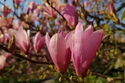 Magnolia x soulangiana (Beverboom) - afbeelding 10
