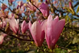 Magnolia x soulangiana (Beverboom) - afbeelding 10