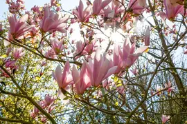 Magnolia x soulangiana (Beverboom) - afbeelding 11