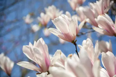 Magnolia x soulangiana (Beverboom) - afbeelding 12