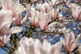 Magnolia x soulangiana (Beverboom) - afbeelding 14