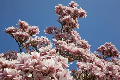 Magnolia x soulangiana (Beverboom) - afbeelding 15