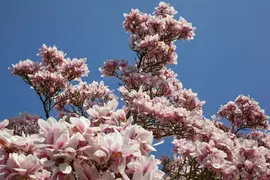 Magnolia x soulangiana (Beverboom) - afbeelding 15