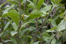 Magnolia x soulangiana (Beverboom) - afbeelding 18