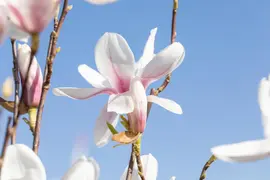 Magnolia x soulangiana (Beverboom) - afbeelding 20