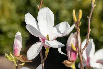 Magnolia x soulangiana (Beverboom) - afbeelding 21