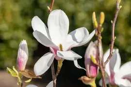 Magnolia x soulangiana (Beverboom) - afbeelding 21