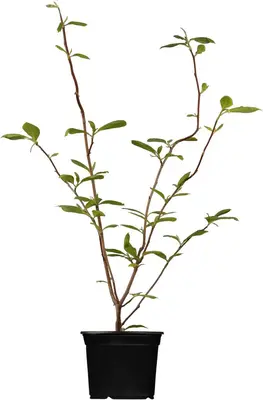 Magnolia x soulangiana (Beverboom) - afbeelding 1