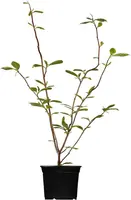Magnolia x soulangiana (Beverboom) - afbeelding 1