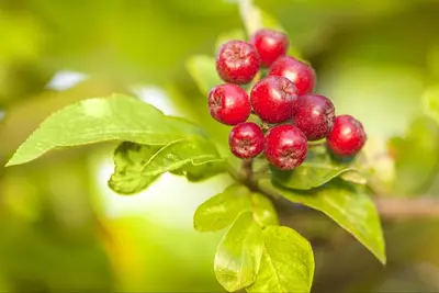Malus domestica 'Bolero' (Appel) fruitplant 110cm - afbeelding 6