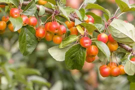 Malus domestica 'Bolero' (Appel) fruitplant 110cm - afbeelding 9