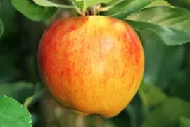 Malus domestica 'Bolero' (Appel) fruitplant 110cm - afbeelding 23