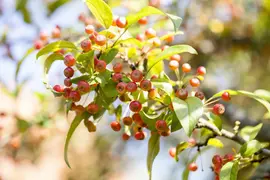 Malus domestica 'Bolero' (Appel) fruitplant 110cm - afbeelding 25