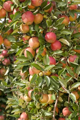 Malus domestica 'Bolero' (Appel) fruitplant 110cm - afbeelding 18