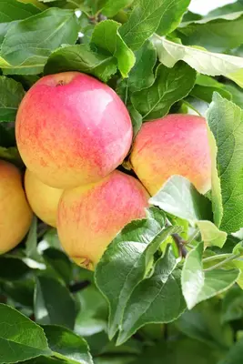 Malus domestica 'Bolero' (Appel) fruitplant 110cm - afbeelding 20