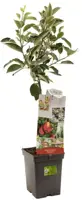 Malus domestica 'Braeburn' (Appel) fruitplant 90cm - afbeelding 2