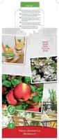 Malus domestica 'Braeburn' (Appel) fruitplant 90cm - afbeelding 4