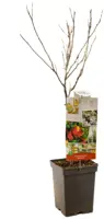 Malus domestica 'Braeburn' (Appel) fruitplant 90cm - afbeelding 3