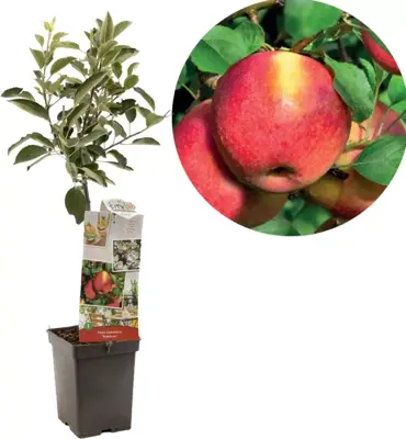 Malus domestica 'Braeburn' (Appel) fruitplant 90cm - afbeelding 1