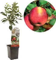 Malus domestica 'Braeburn' (Appel) fruitplant 90cm - afbeelding 1