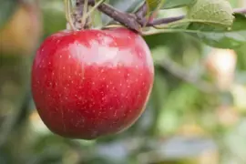 Malus domestica 'Braeburn' (Appel) fruitplant 90cm - afbeelding 6