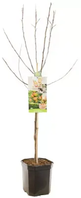 Malus domestica 'Cox’s Orange' (Appel) fruitplant 160cm - afbeelding 3