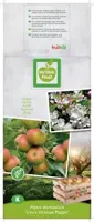 Malus domestica 'Cox’s Orange' (Appel) fruitplant 160cm - afbeelding 4