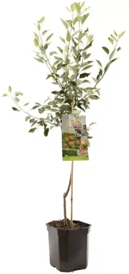 Malus domestica 'Cox’s Orange' (Appel) fruitplant 160cm - afbeelding 2