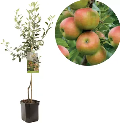 Malus domestica 'Cox’s Orange' (Appel) fruitplant 160cm - afbeelding 1