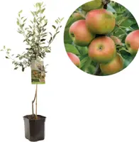 Malus domestica 'Cox’s Orange' (Appel) fruitplant 160cm - afbeelding 1