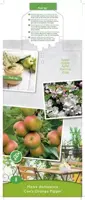 Malus domestica 'Cox’s Orange' (Appel) fruitplant 90cm - afbeelding 4