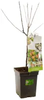 Malus domestica 'Cox’s Orange' (Appel) fruitplant 90cm - afbeelding 3