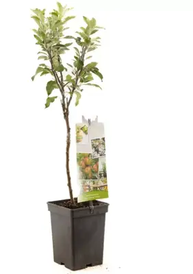 Malus domestica 'Cox’s Orange' (Appel) fruitplant 90cm - afbeelding 2