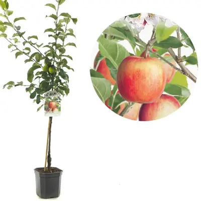 Malus domestica 'Delcorf' (Appel) fruitplant 160cm - afbeelding 1
